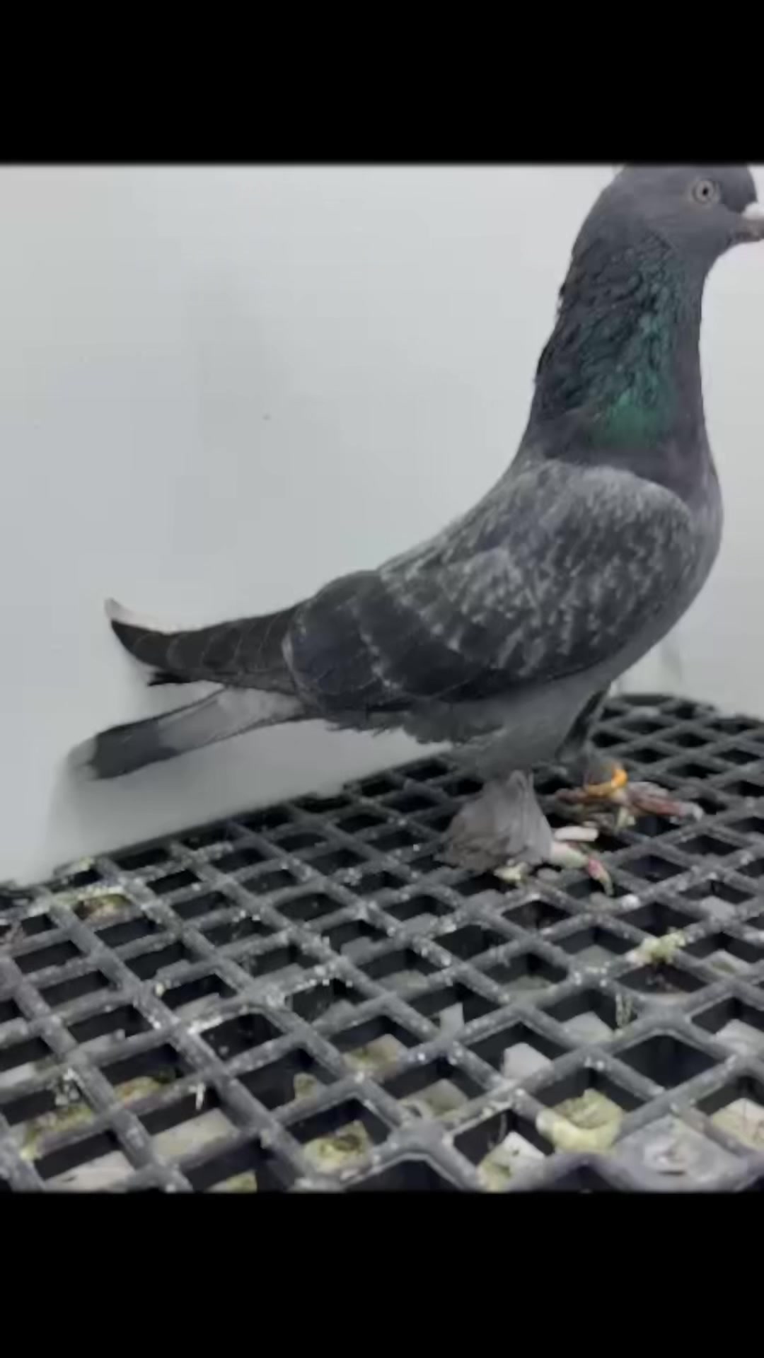 @Kayseri_Güvercin_diyarı🕊️