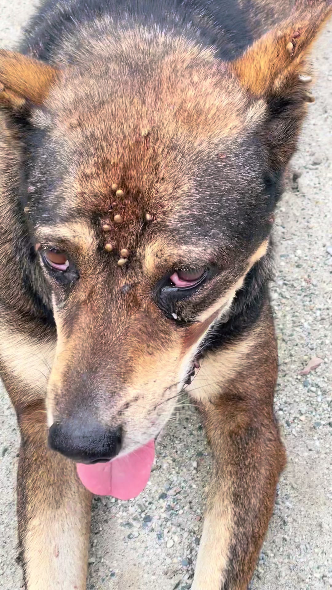 @🧿Mayara pukuli🐕🧿