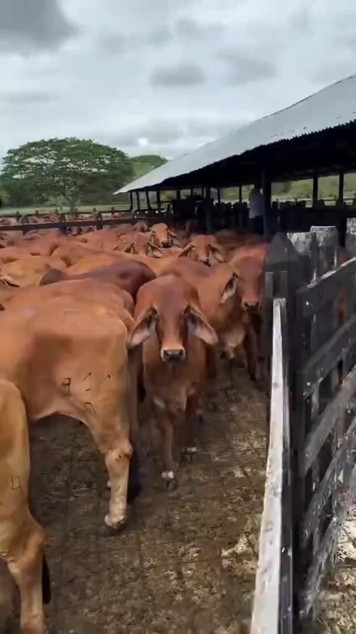 @KENYA FARM NAIVASH 0737434484