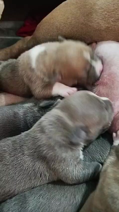@mia_bulls❤️
