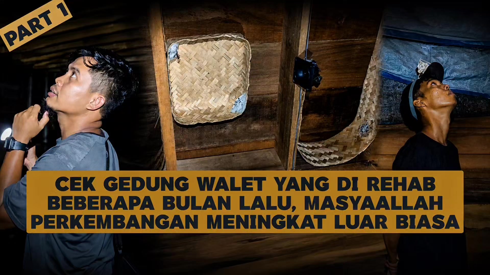 @Walet Rimba Kalimantan