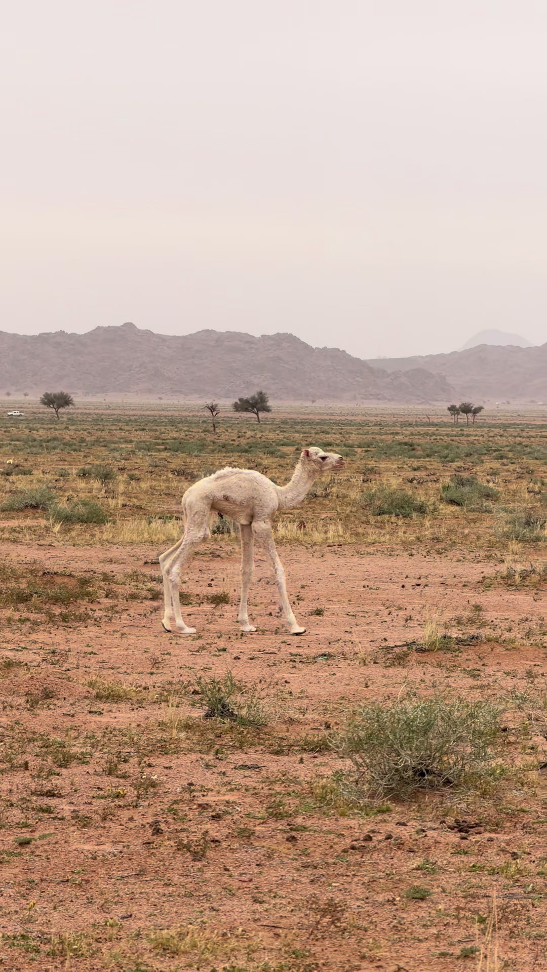 @آمـال ᥫ᭡