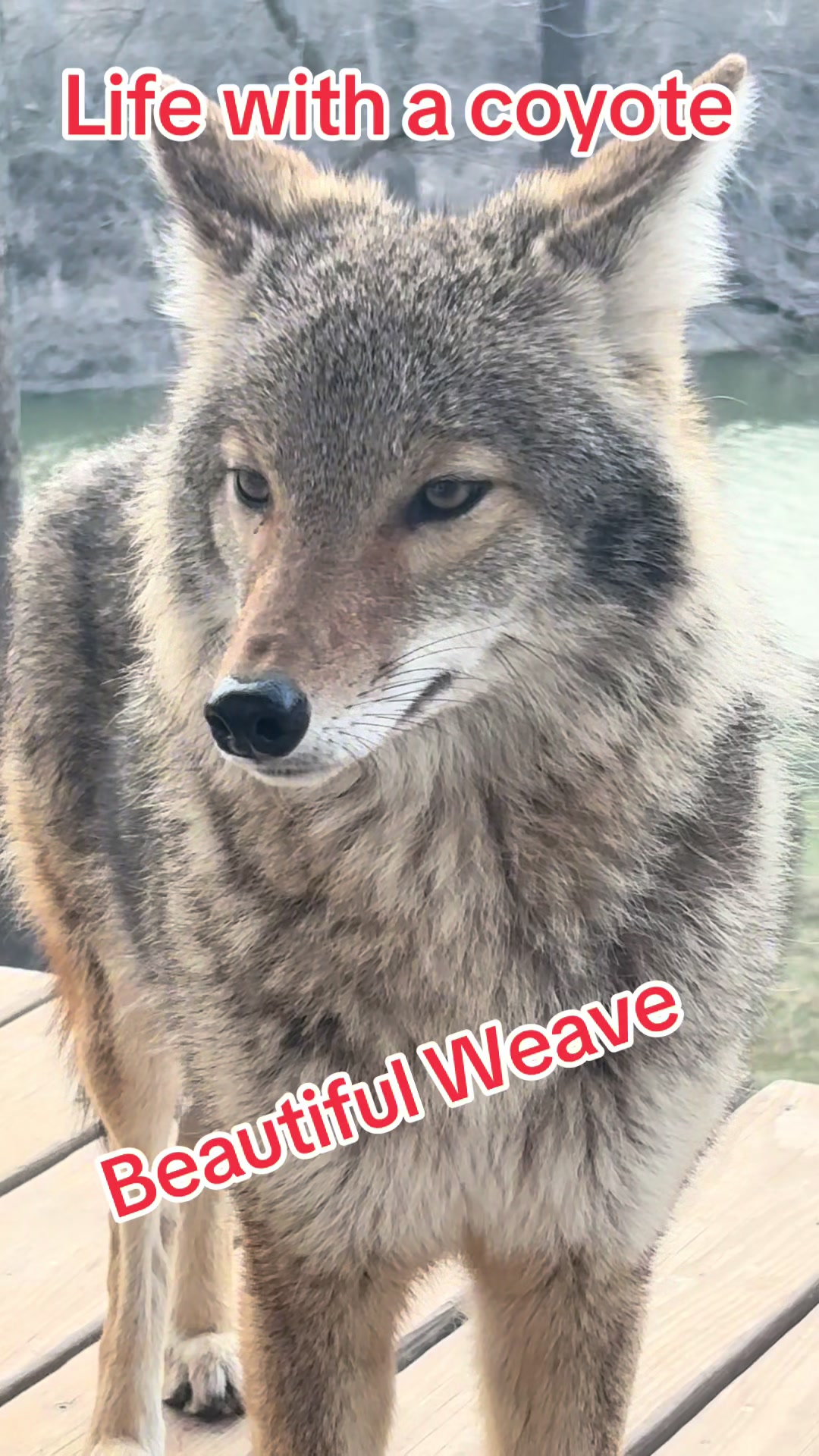 @ittybittyfarm1
