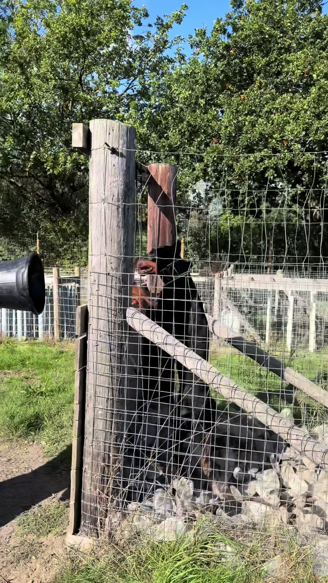 @protectiondobermanns