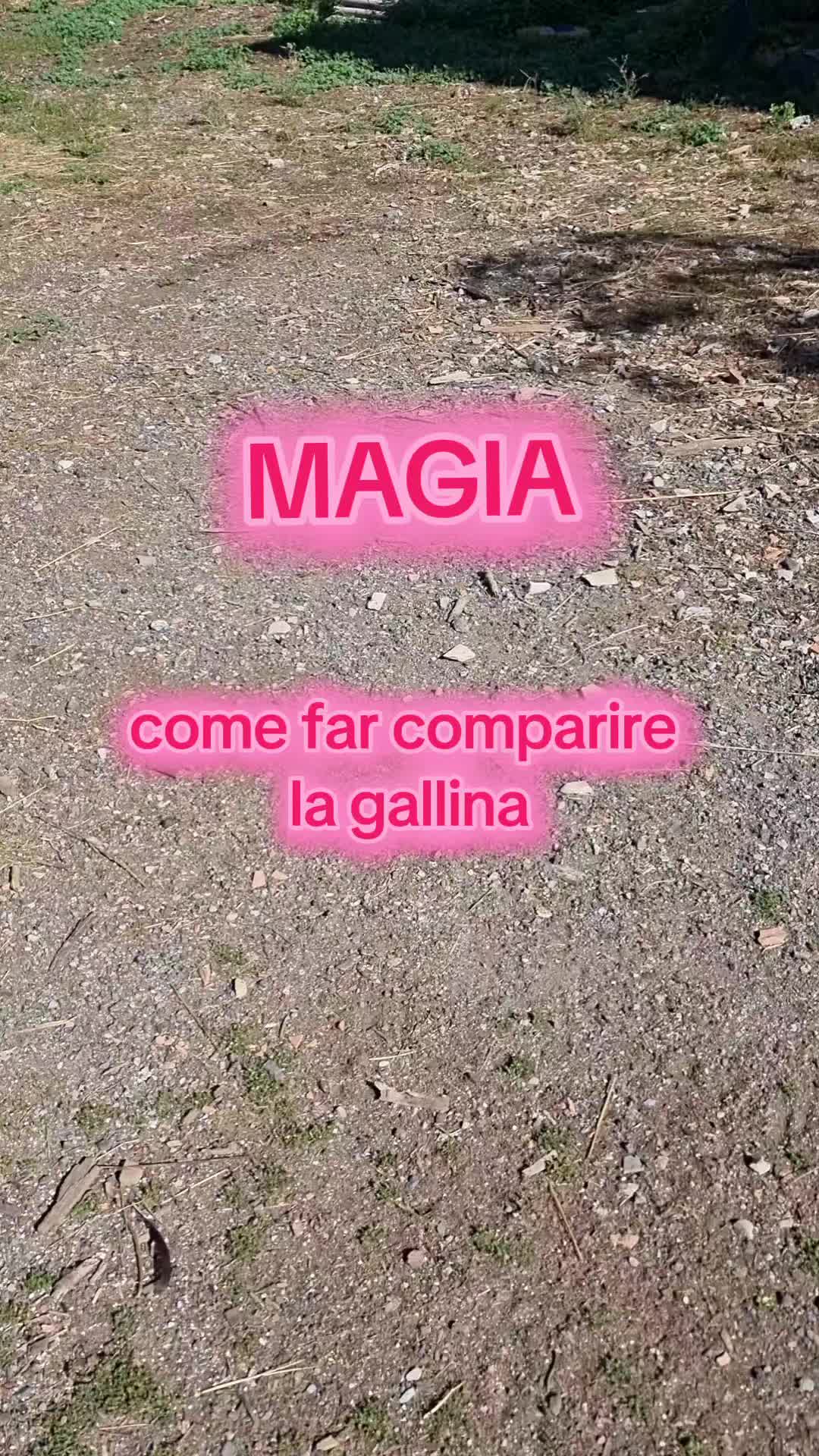 @Il leone e la gallina
