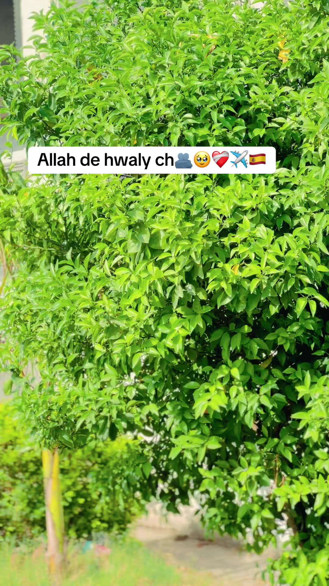 @ShANi gujJar 1432