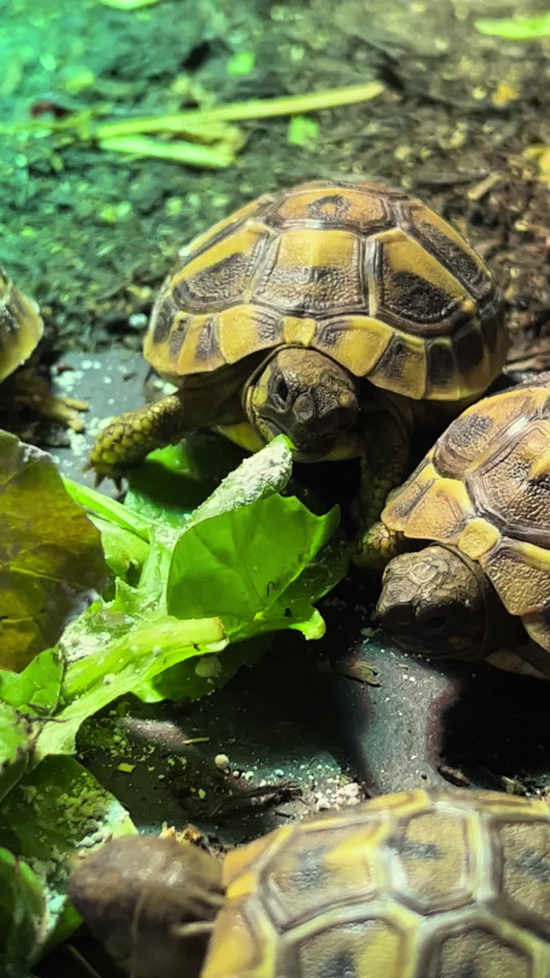 @Dobs Pets and Exotics