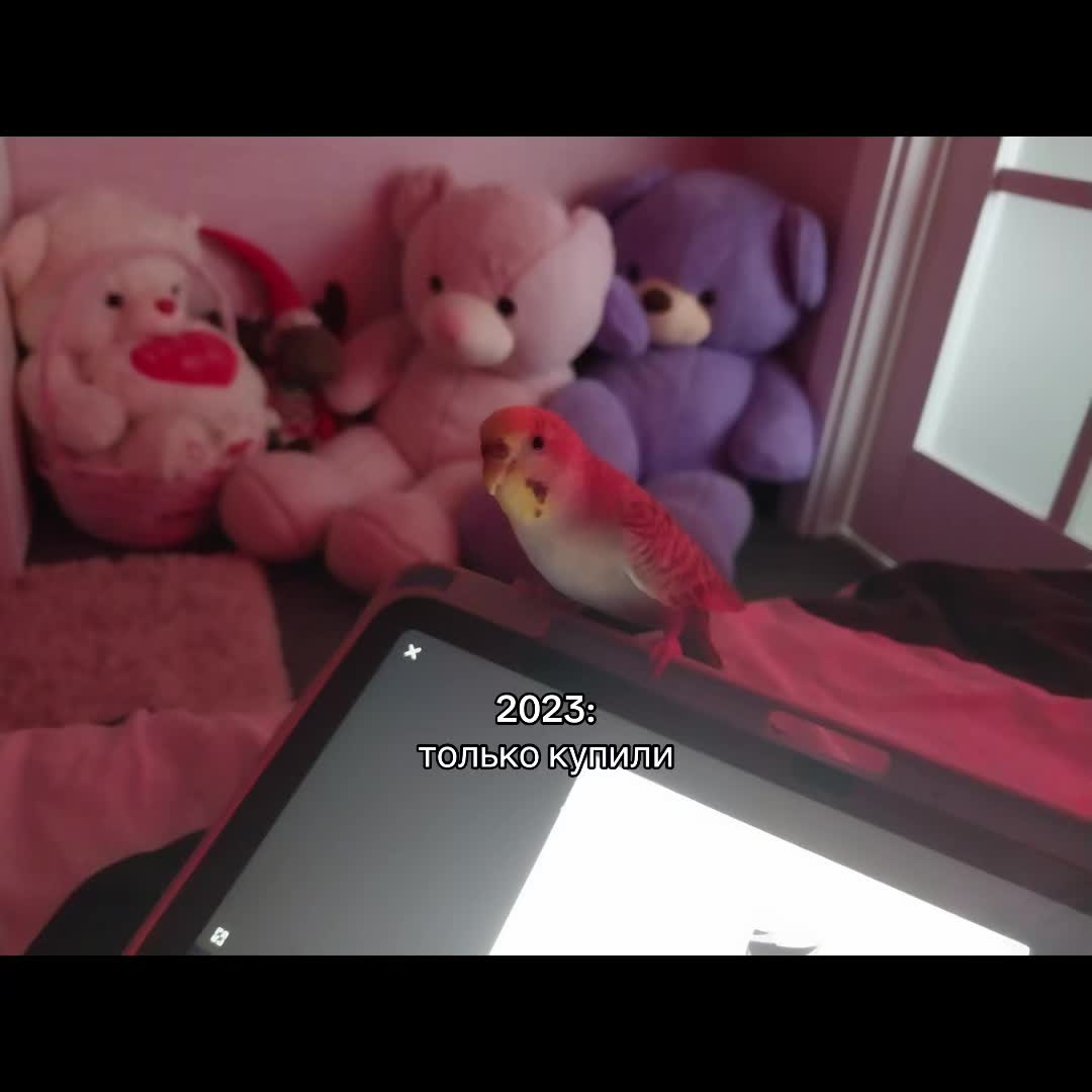 @sofi🎀