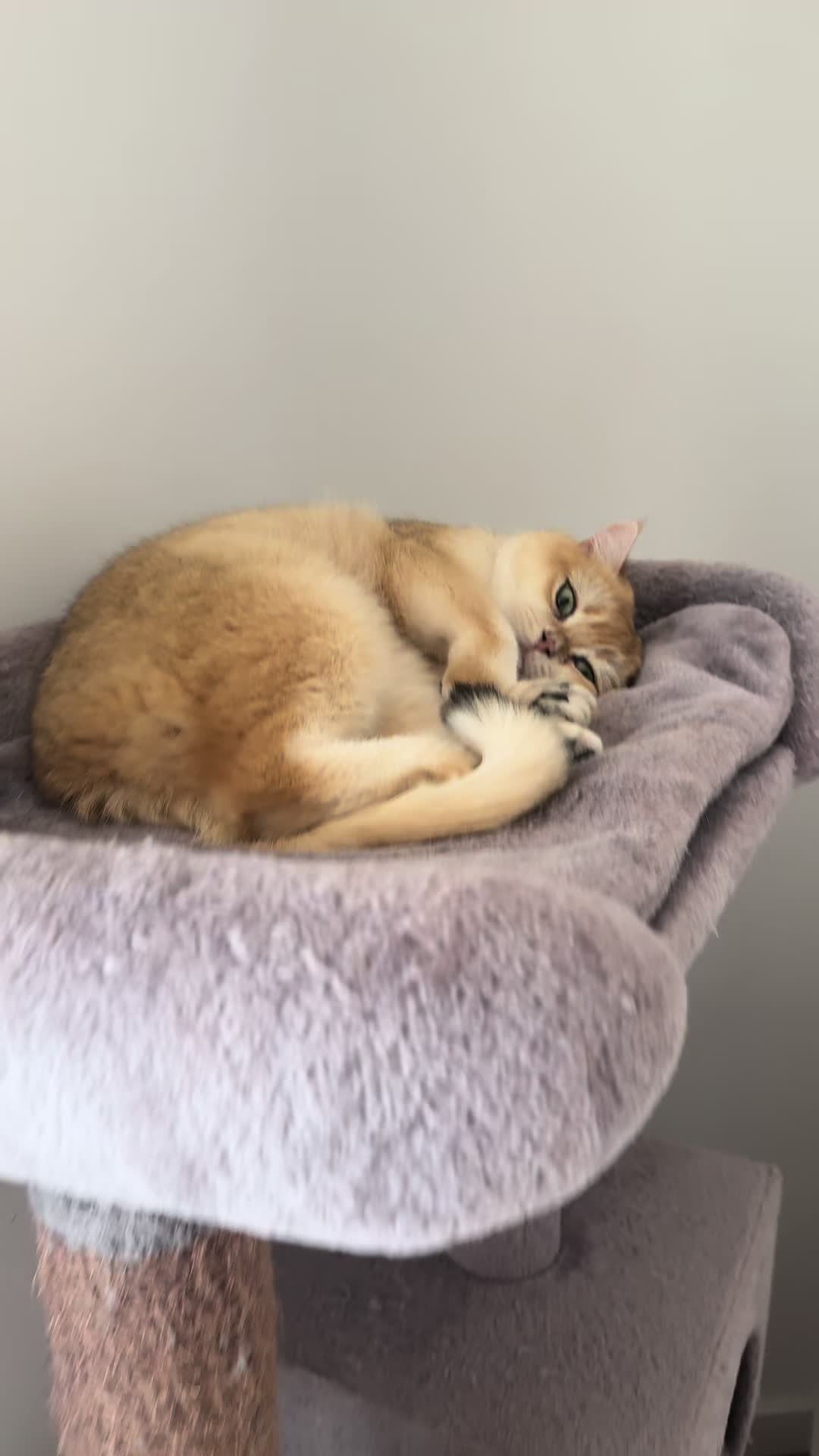 @Sammie_the_Cat