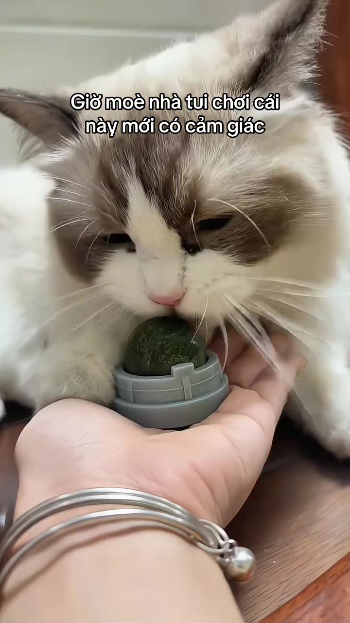@Skibidi Cat
