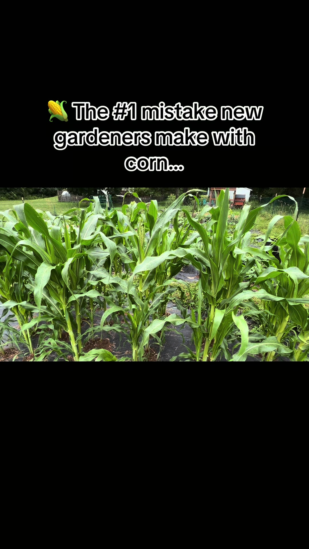 @Resistance Homesteaders
