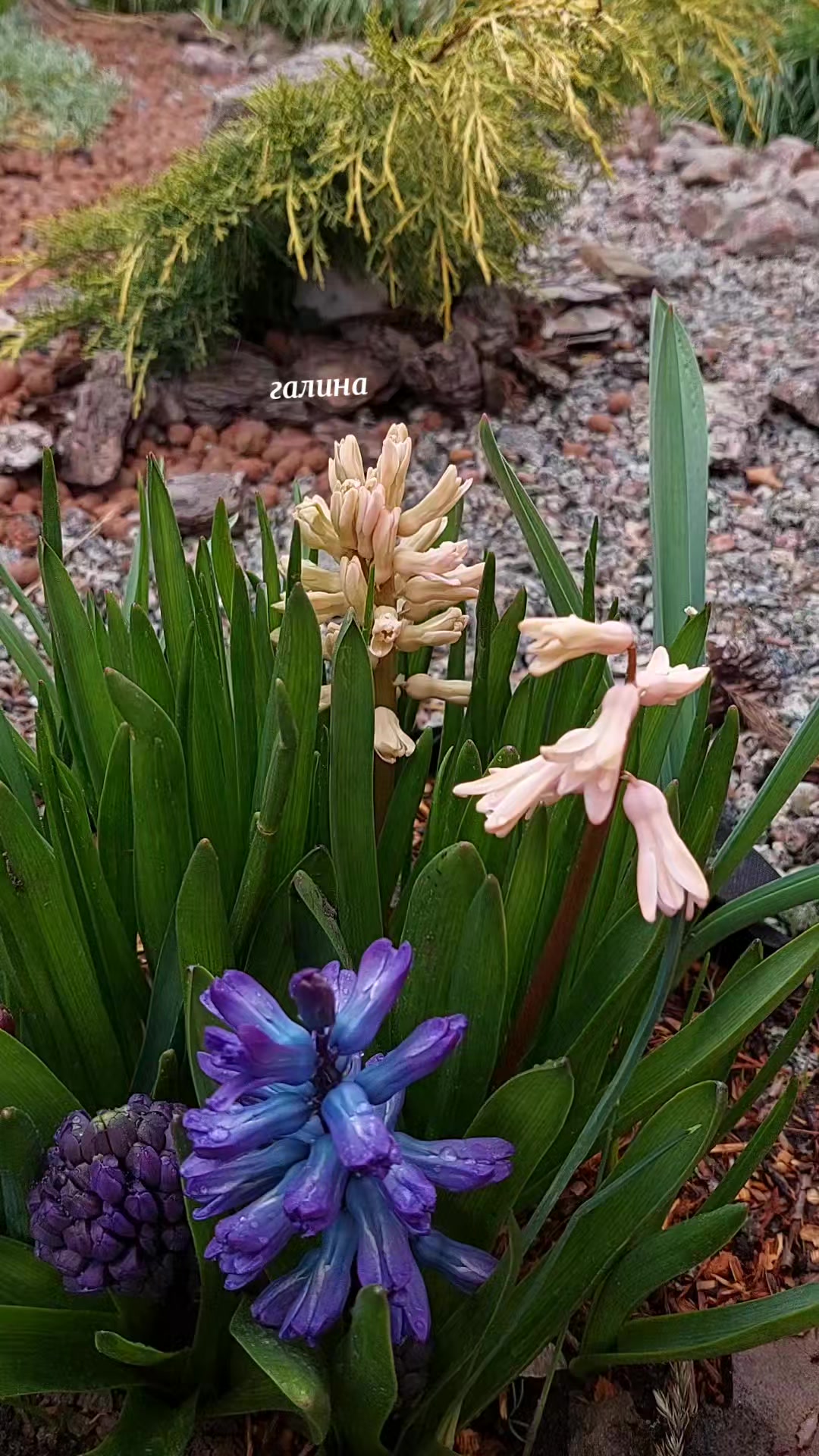 @✨️Галина ✨️🌸