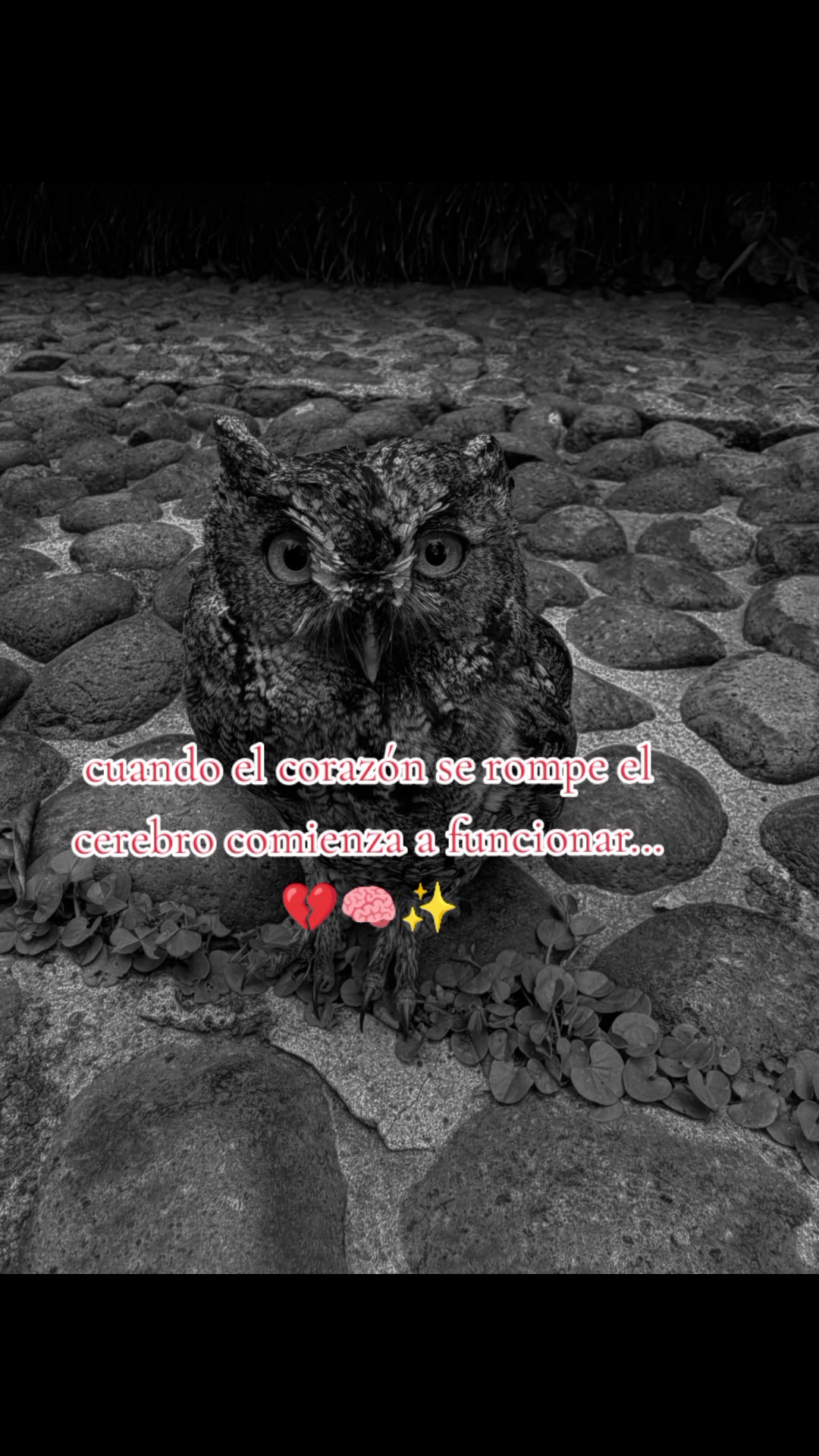 @paubonii