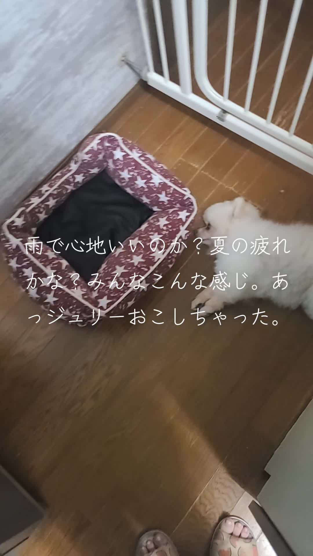 @沙亜代