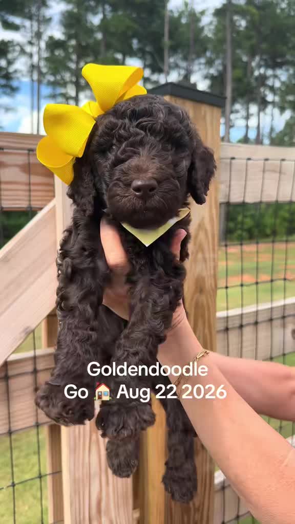 @atlantadoodlesandpoodles