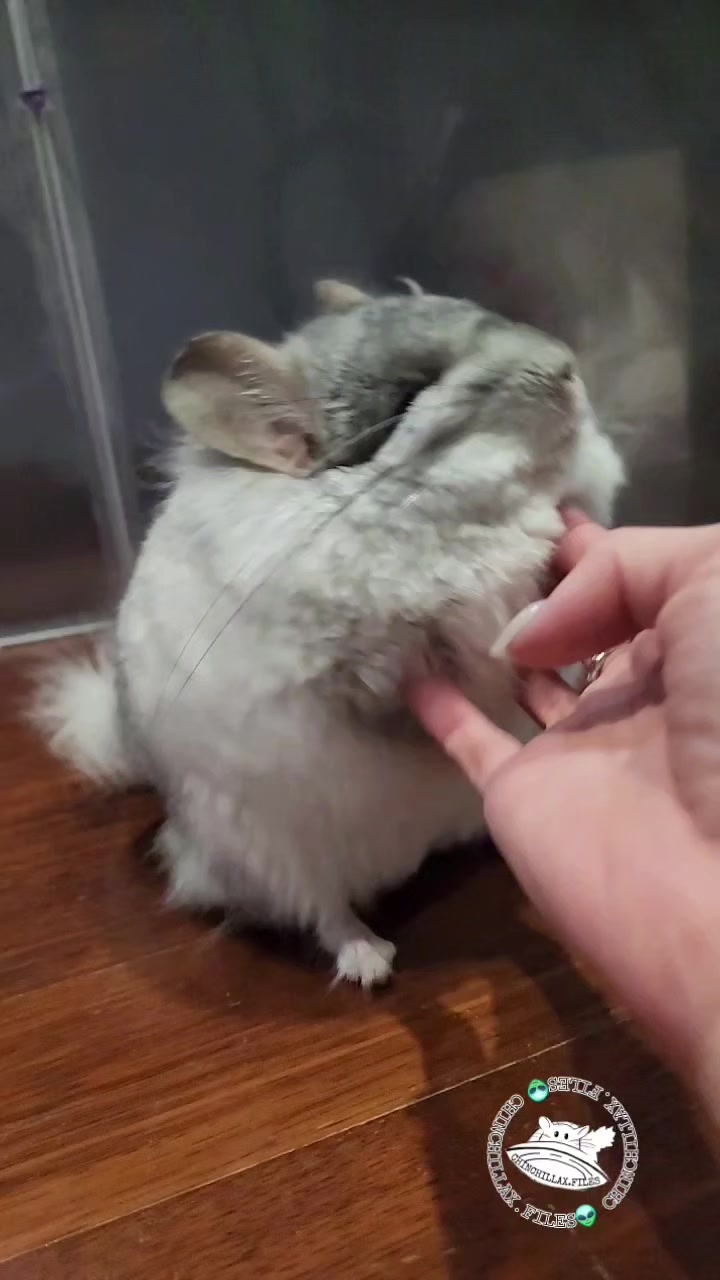@Kuzco the Chinchilla