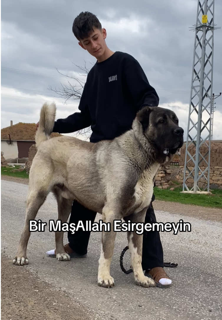 @Efe’nin KaraAslanları