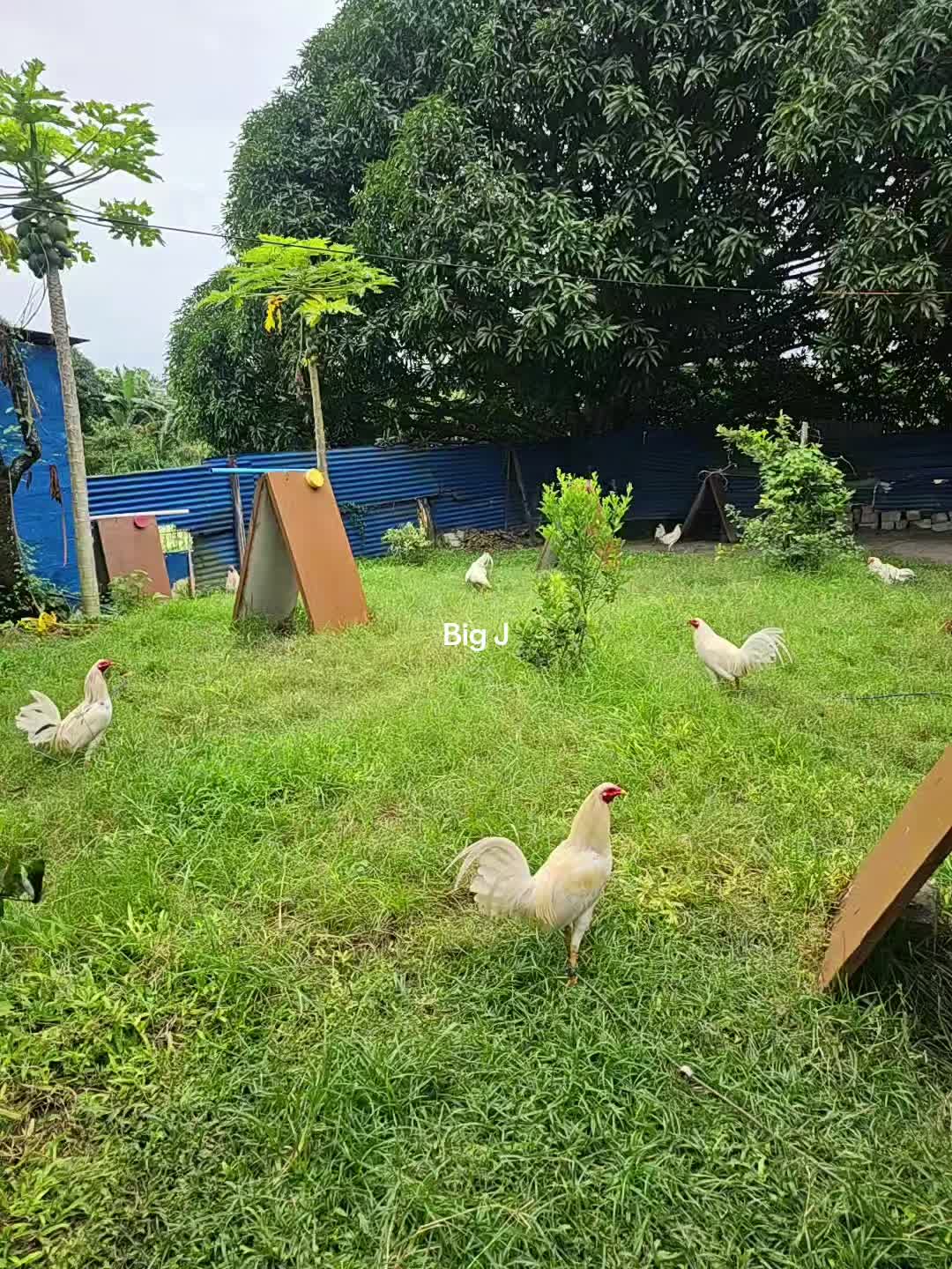 @Big J Gamefarm