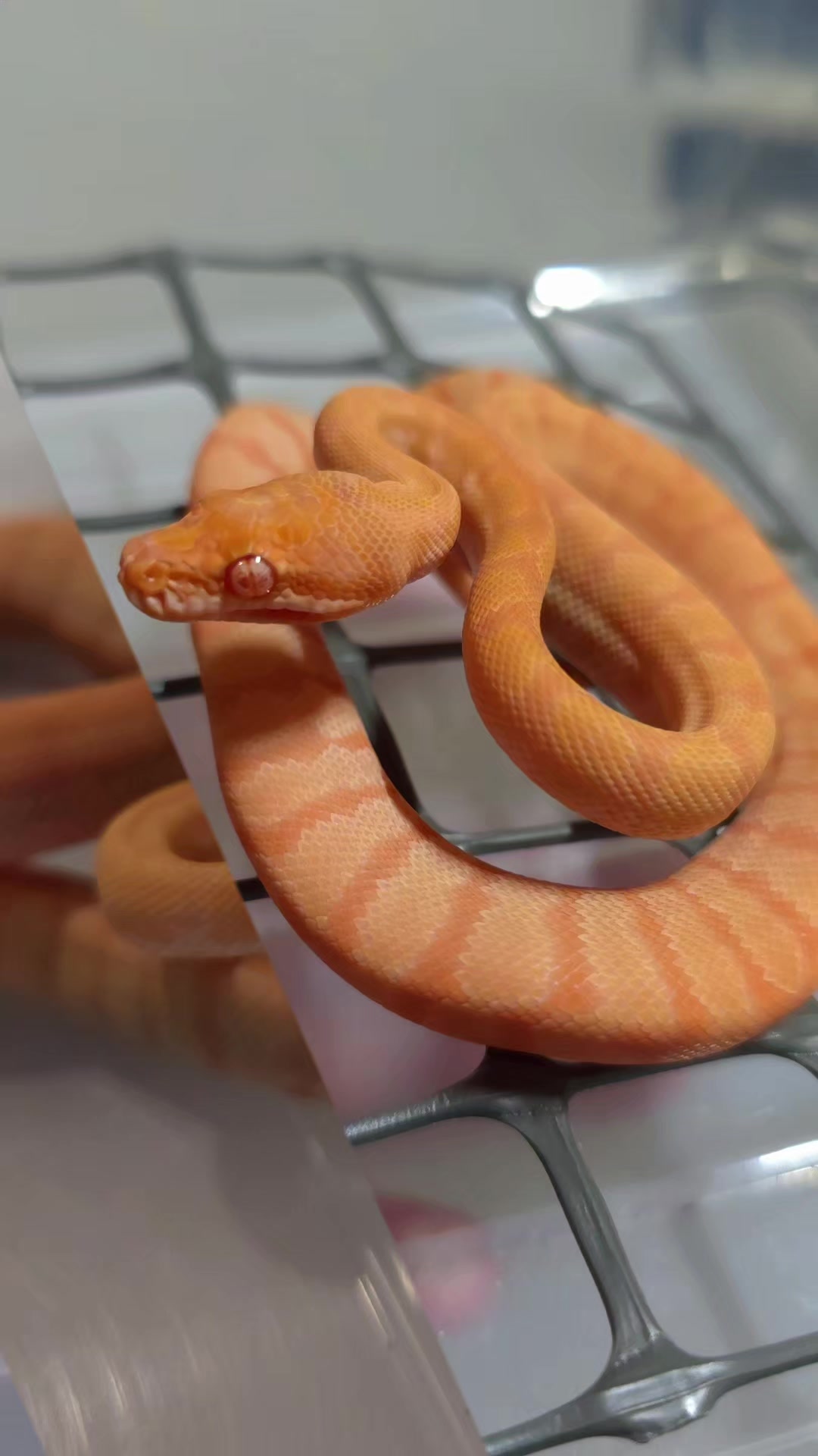 @PyroPythons & Education