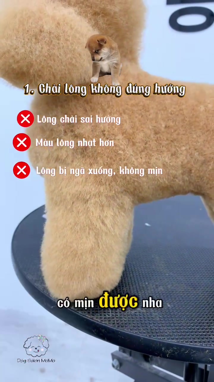 @TuongVan Petstylist