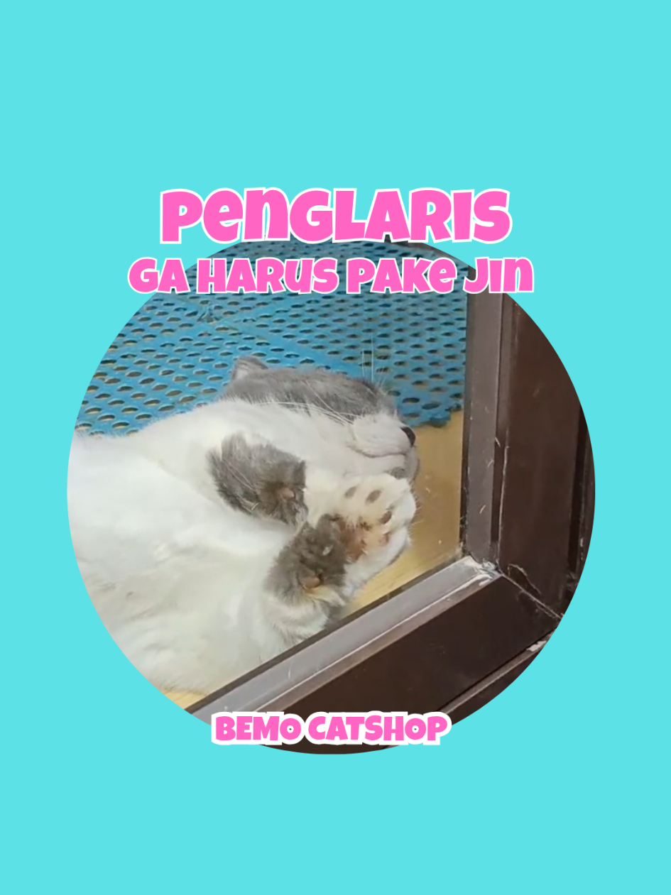 @Bemo Catshop