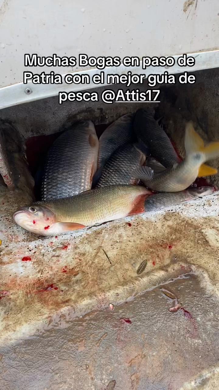 @AnzuelerosPy 🇳🇱🎣