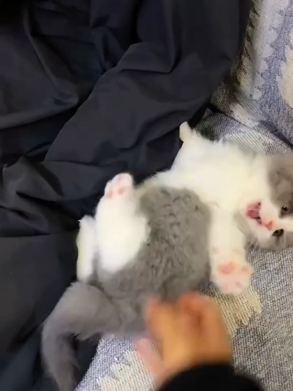 @Chonky World Of Cats