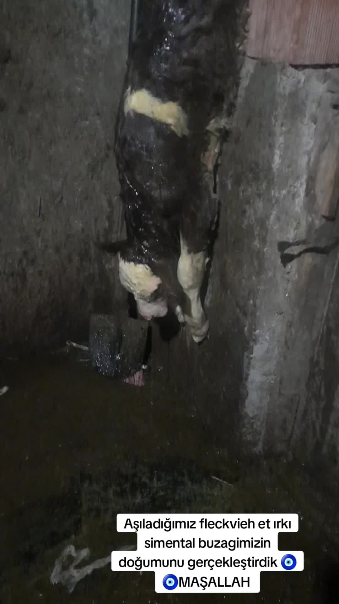 @sakip ekşi ( Deva Vet)