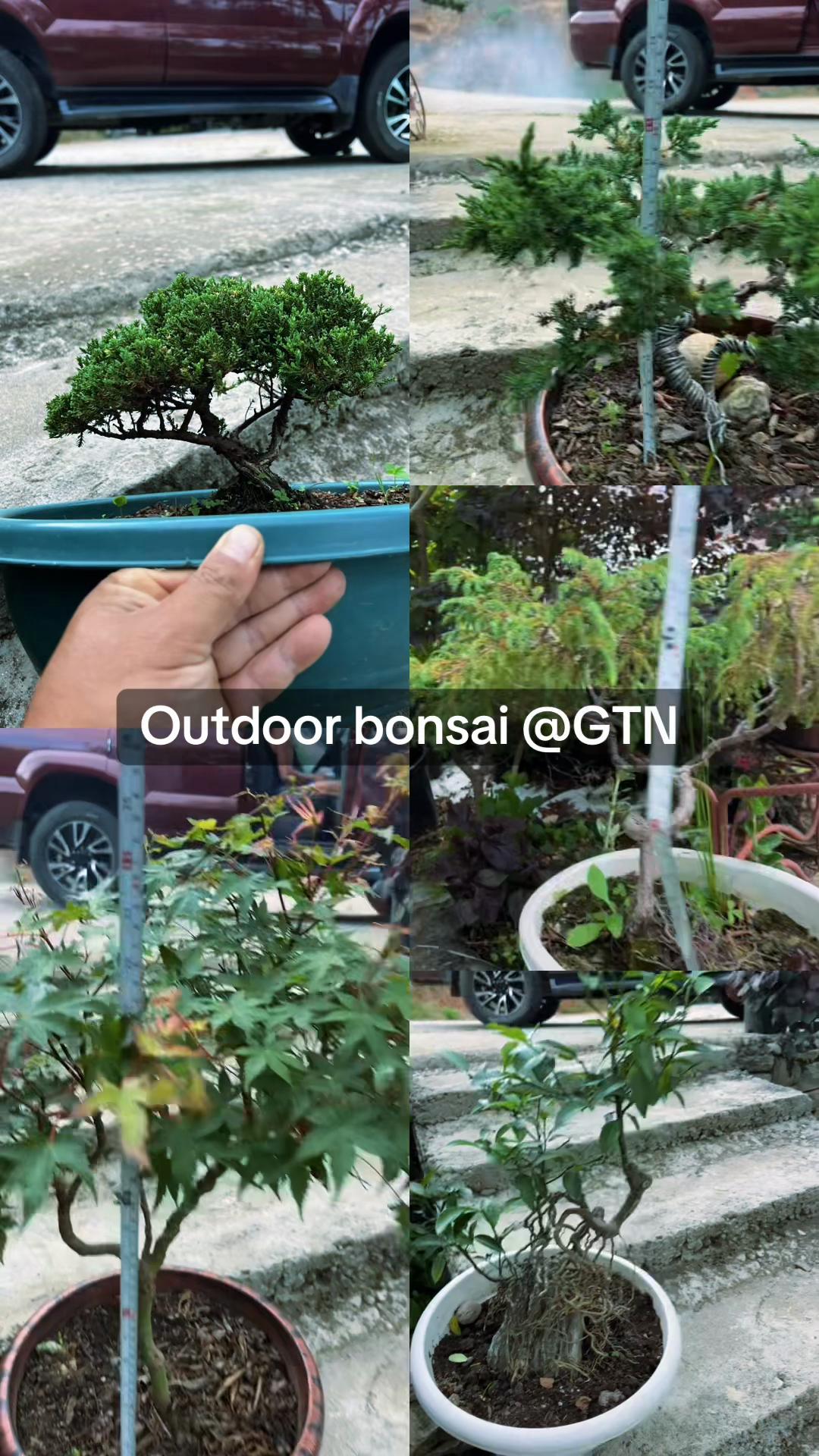 @Green Tara nursery(Nurseryman)