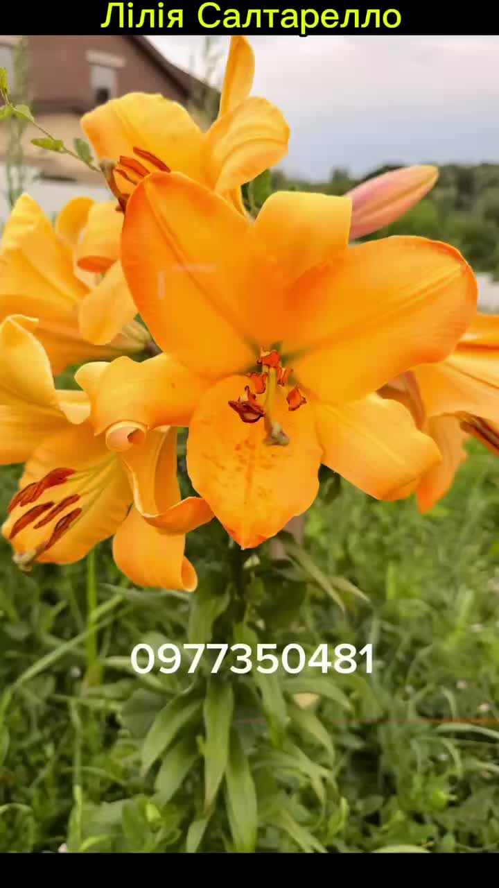 @maxflora0977350481