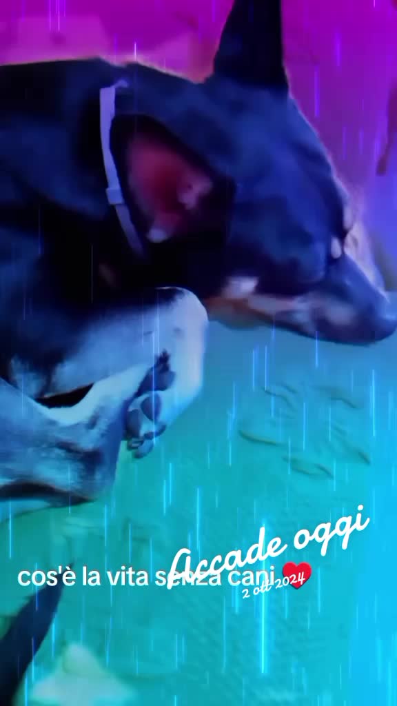 @cinziamoricca🦁❤️