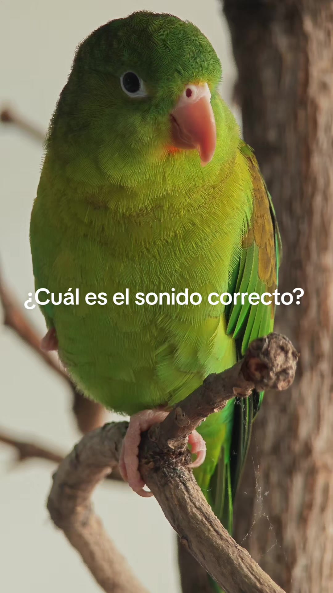 @Pohli
