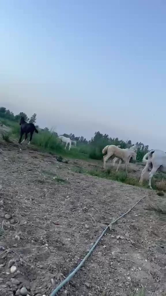 @Farasat Ali Ranjha Awan