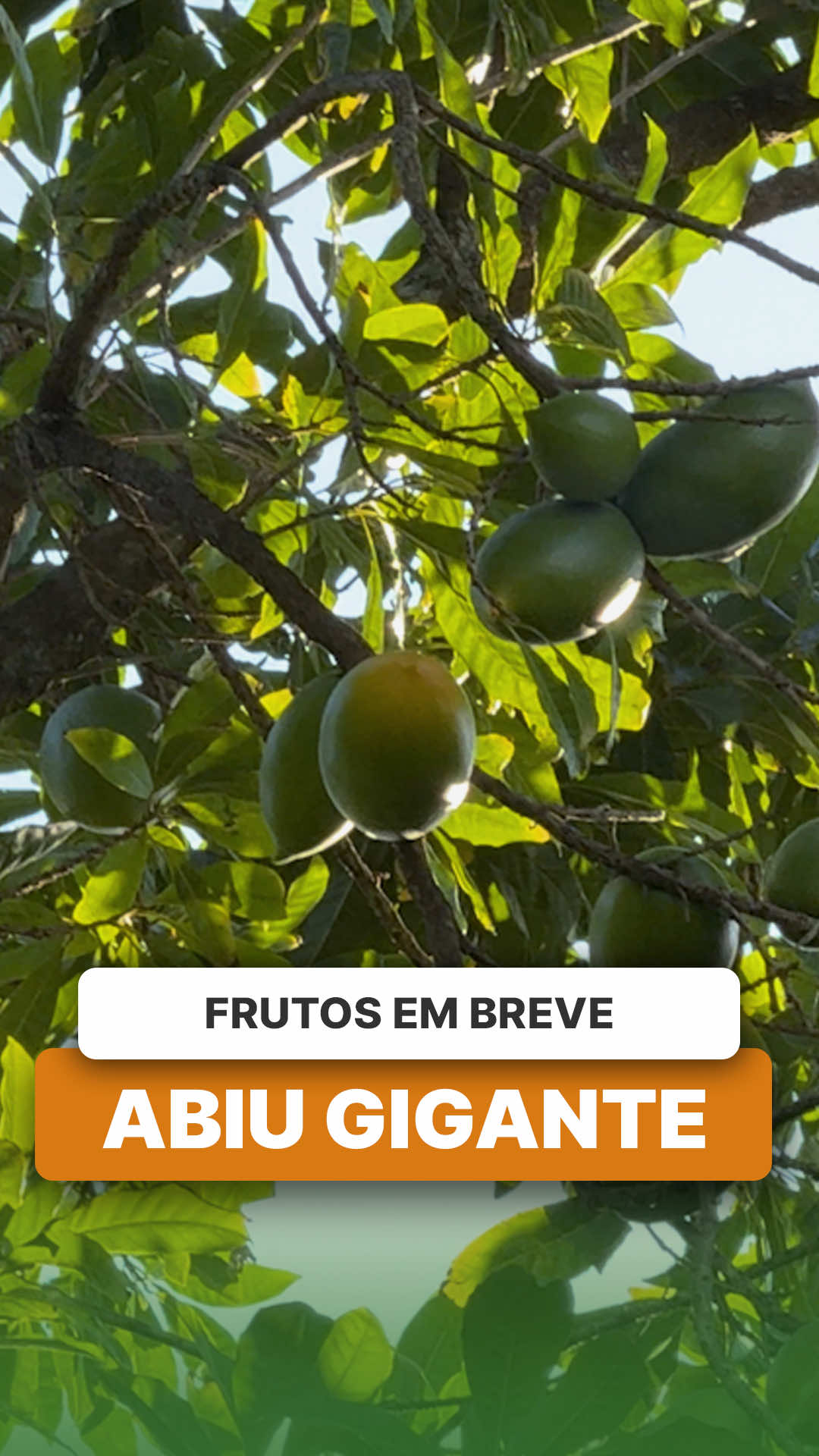 @ViveiroProMudas