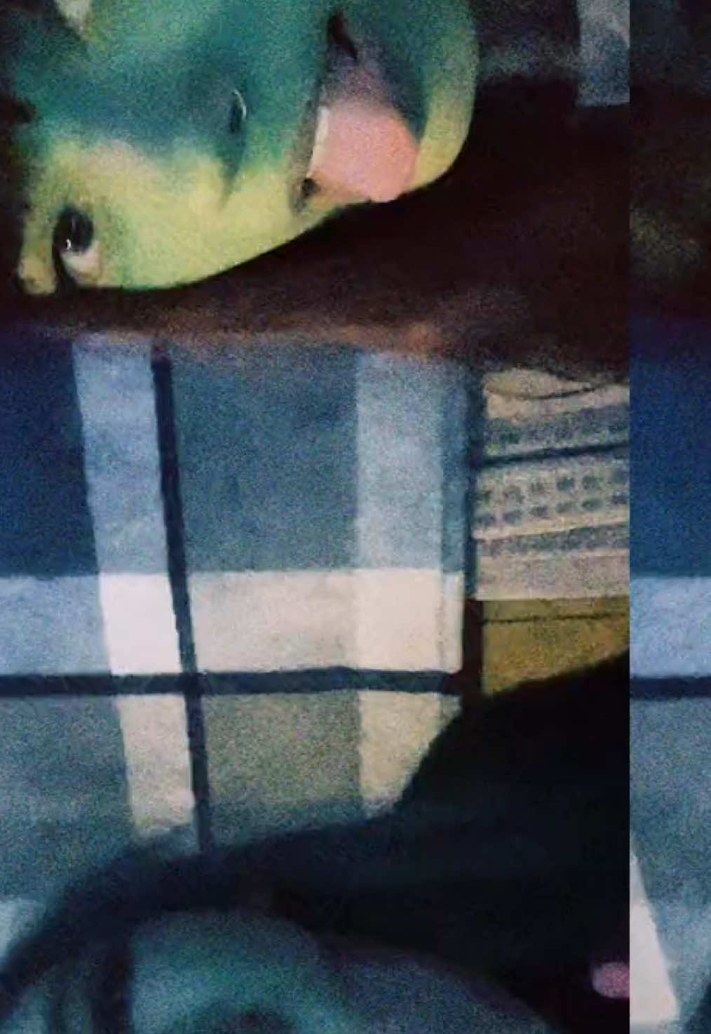 @໒꒰˶• ༝ •˶ྀི১