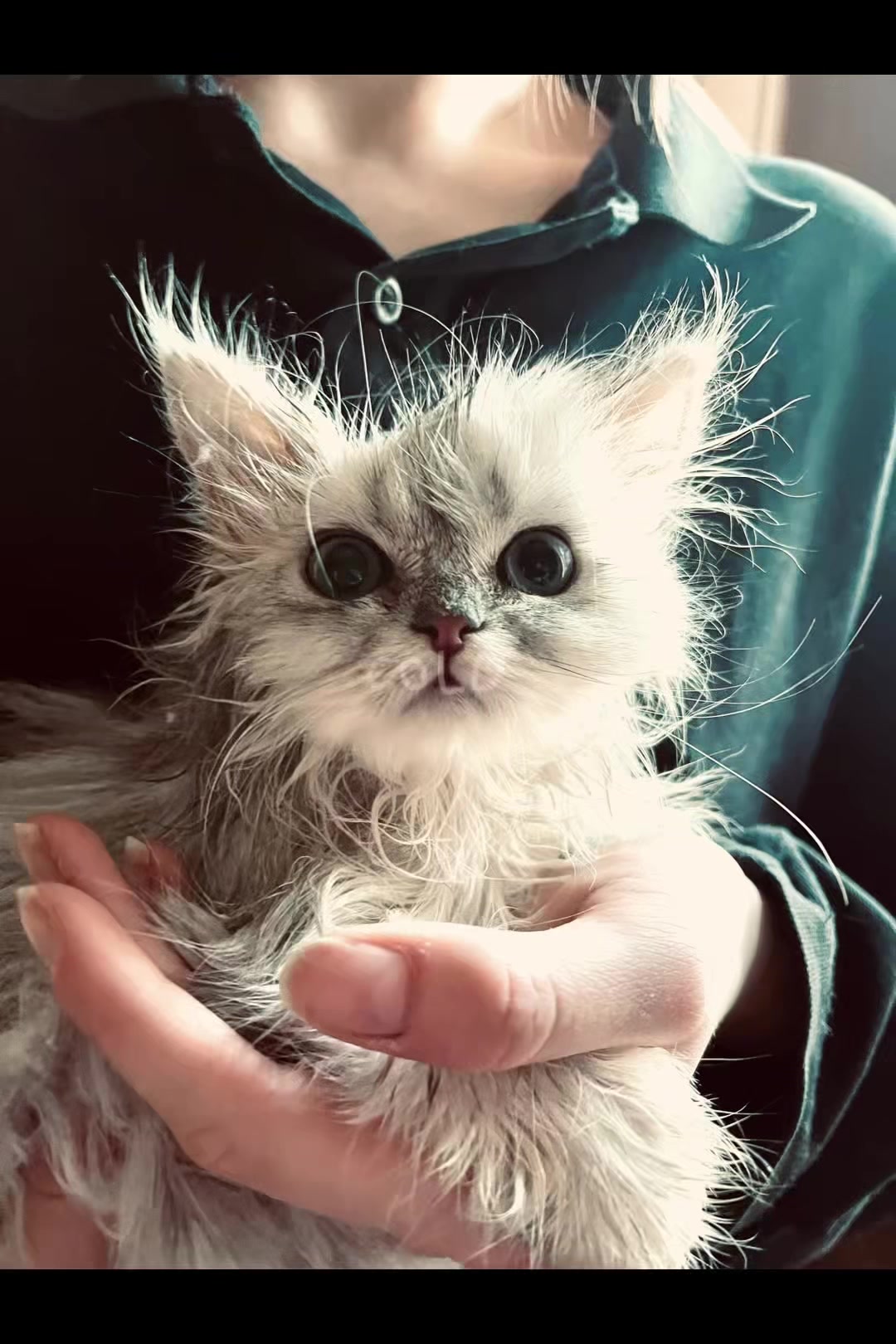 @North Toronto Cat Rescue