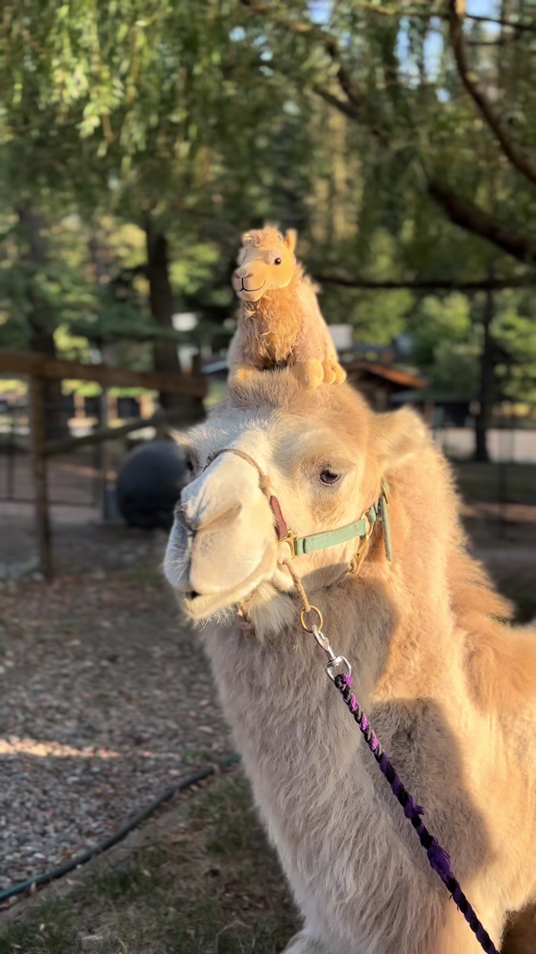 @MayhemTheCamel