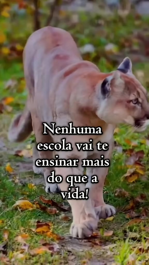 @Pedro_Paulo.oficial