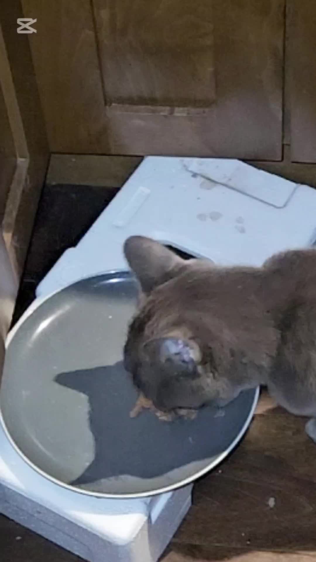 @Zoo Land Pets Cat Family🇨🇦