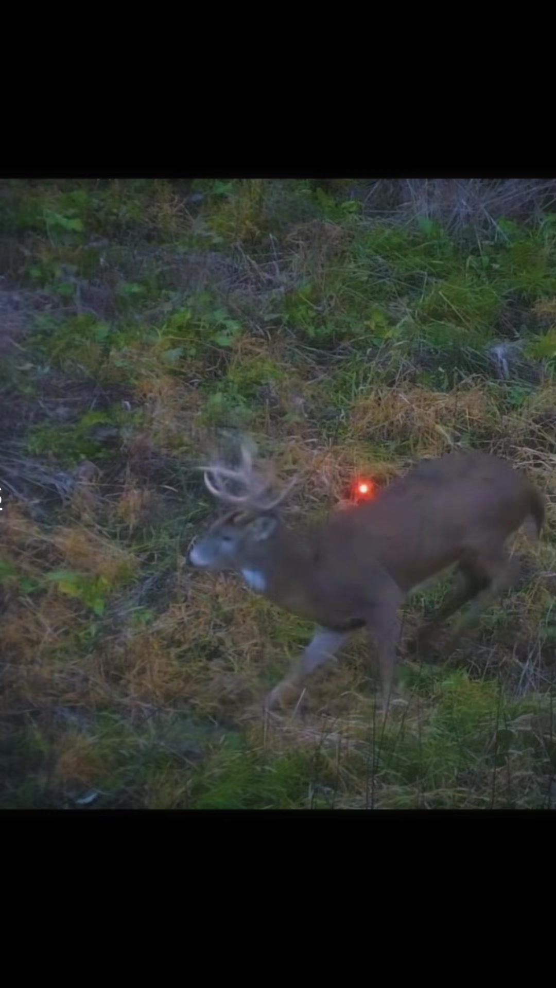 @🦌 Megabucks Outdoors 🦌