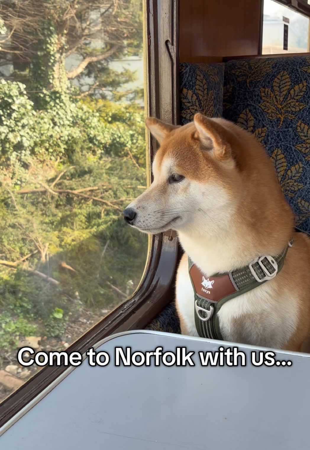 @Kenzo the Shiba