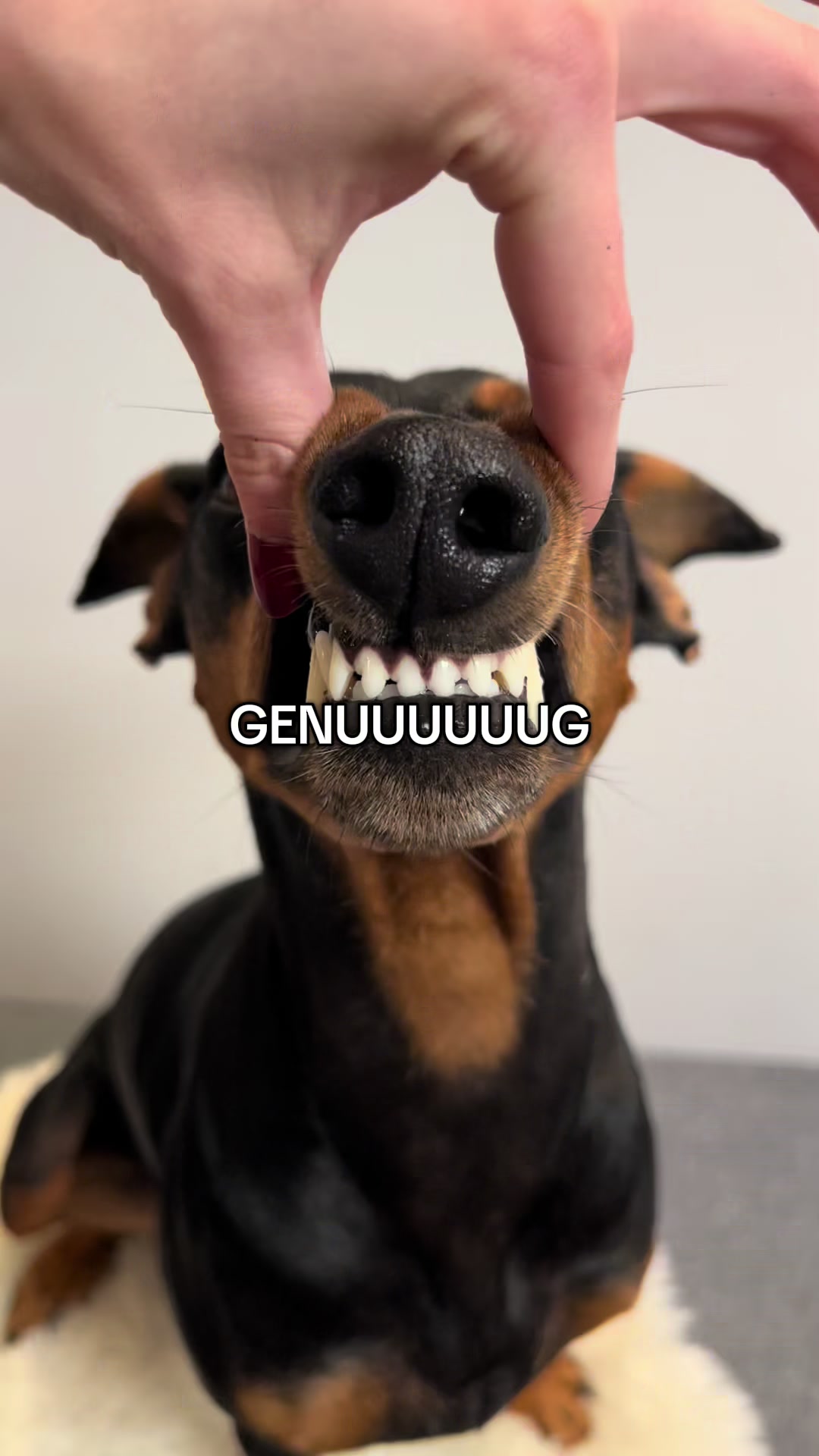 @AlvaTheHotDog