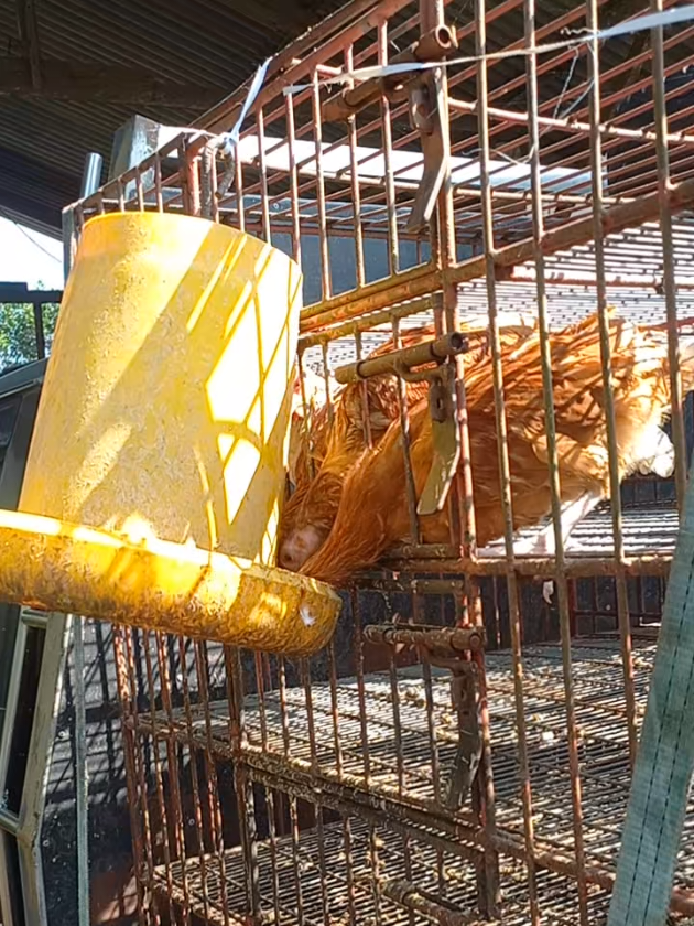 @MULYO JOYO FARM