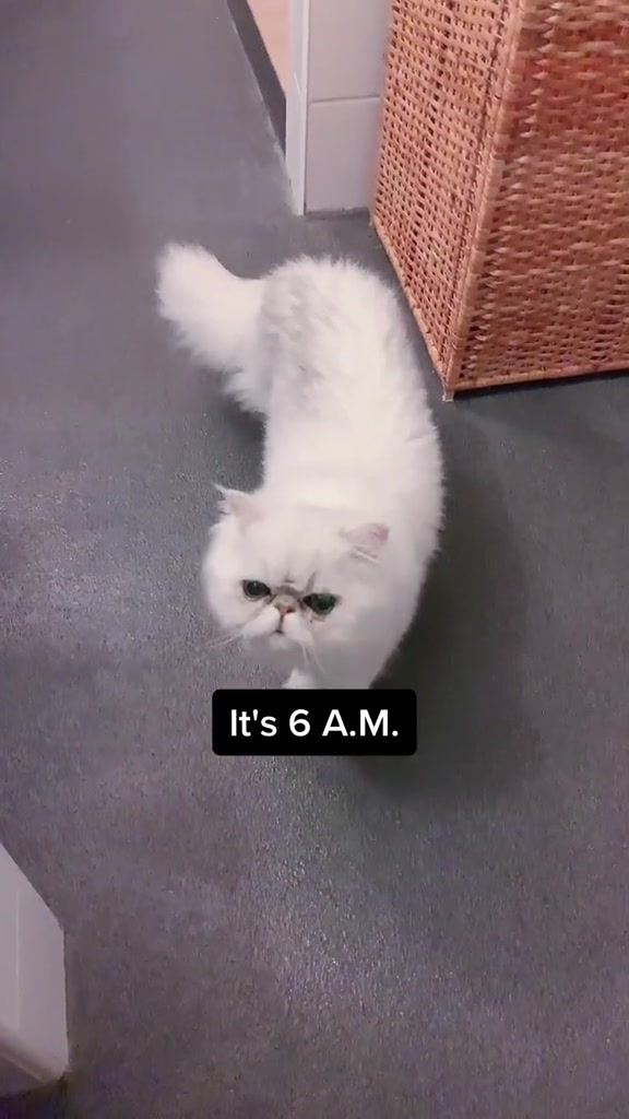 @Dutchkittycat