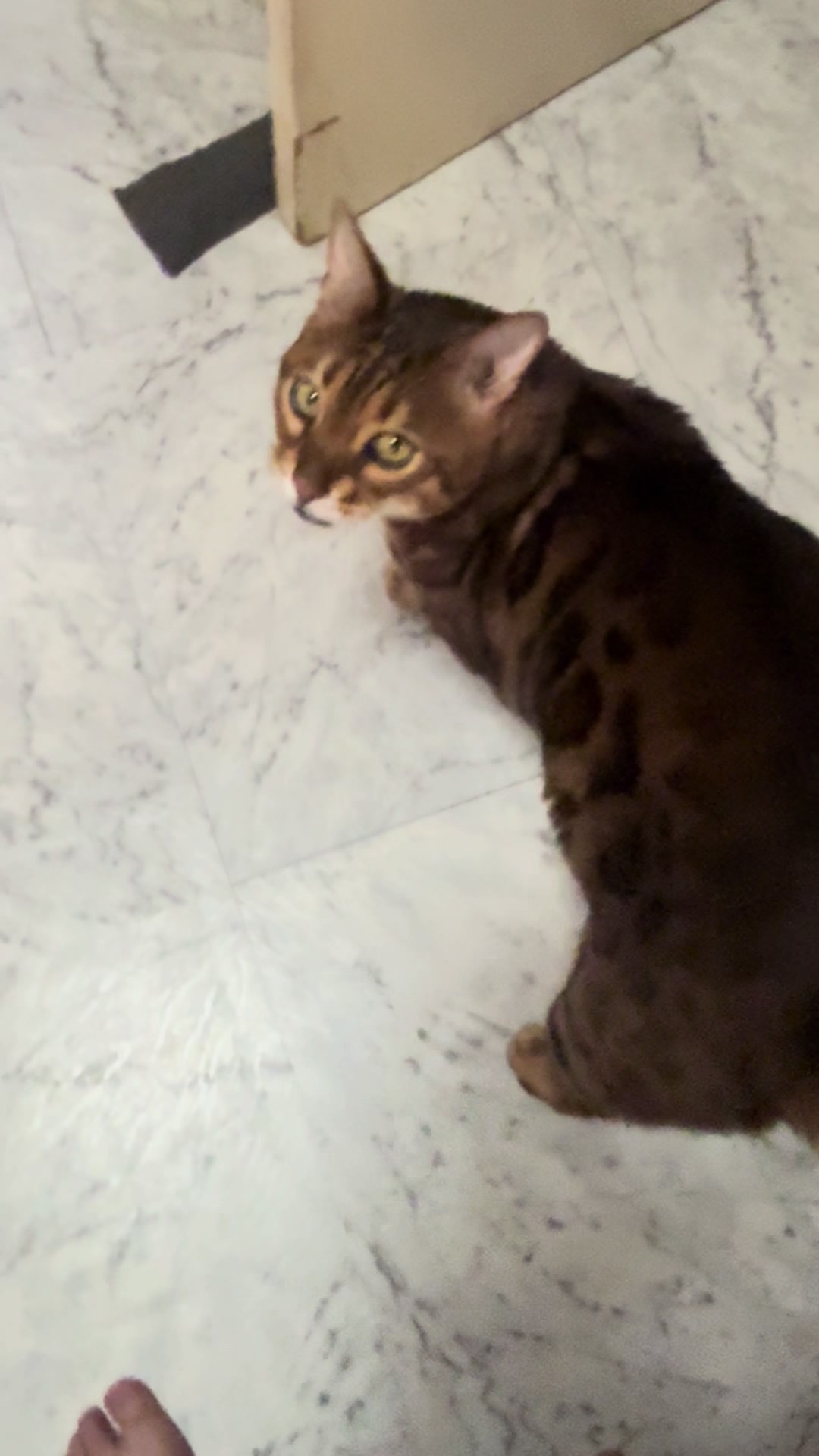 @TiggerthebrownBengal🇦🇺