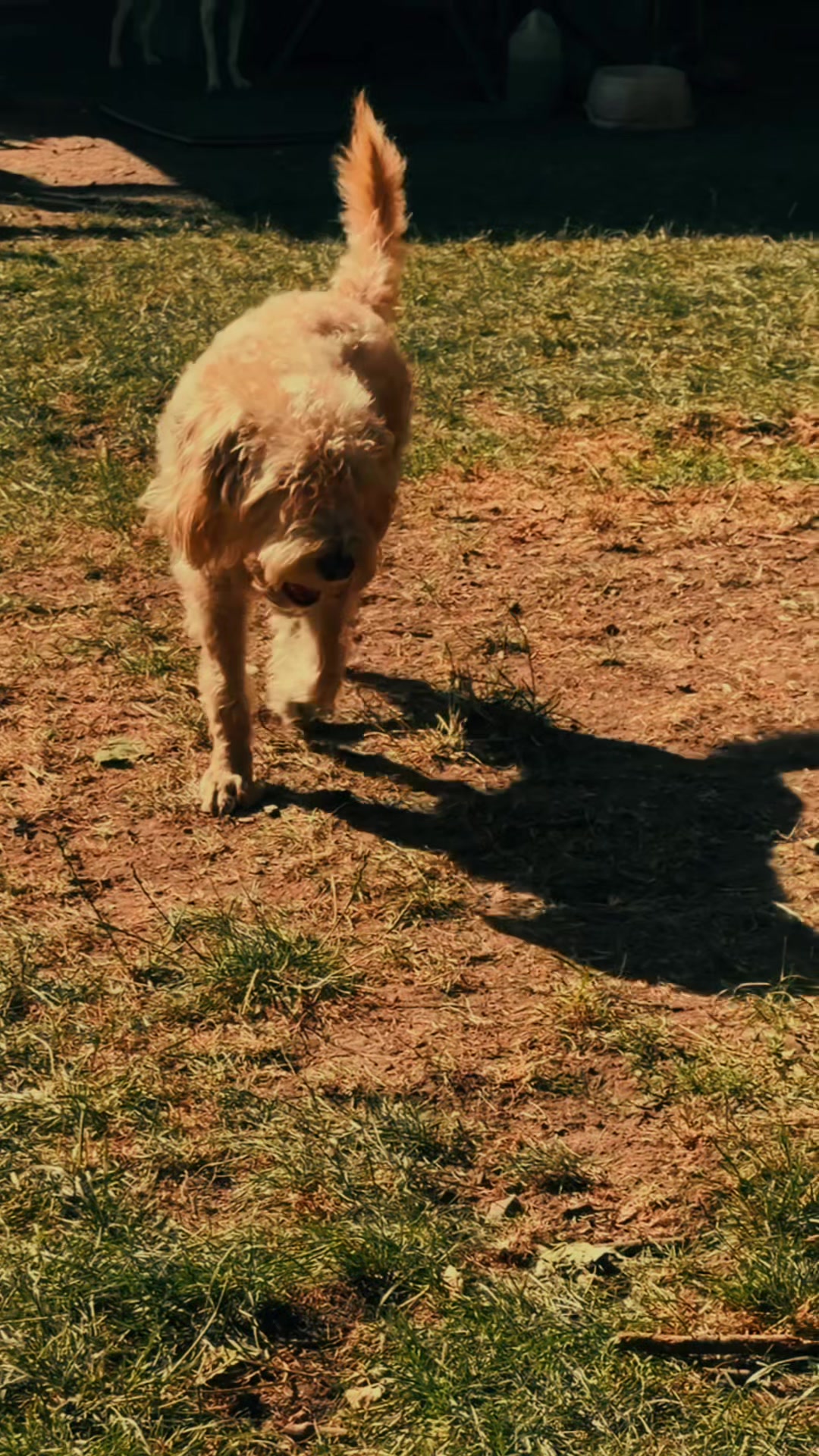@Olesia • Hundezentrum Lapki