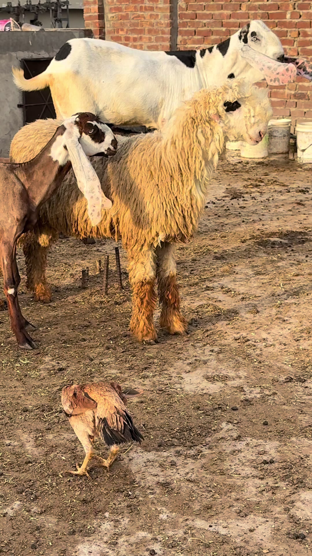 @Shiraz livestock