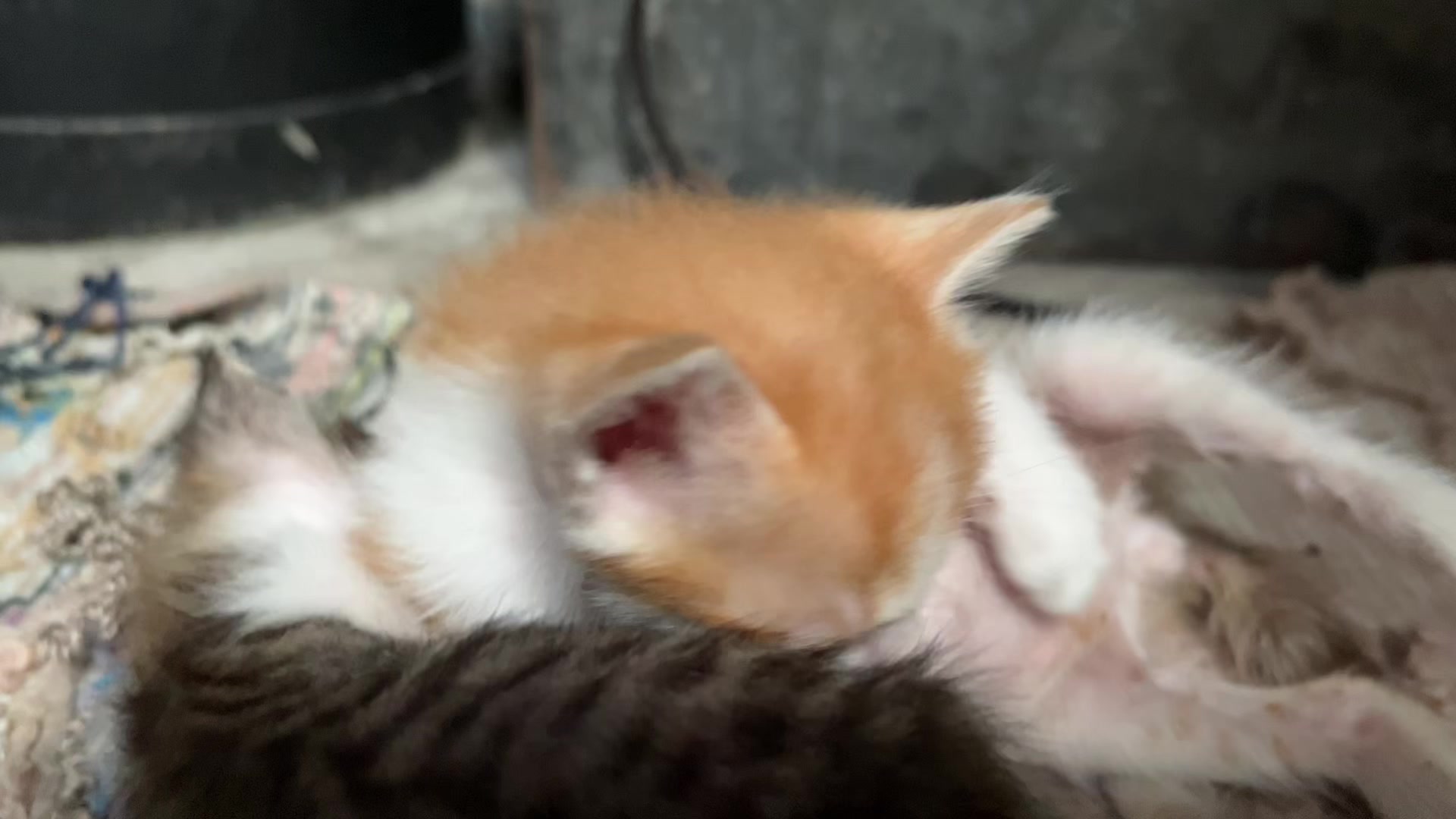 @ʚїɞ