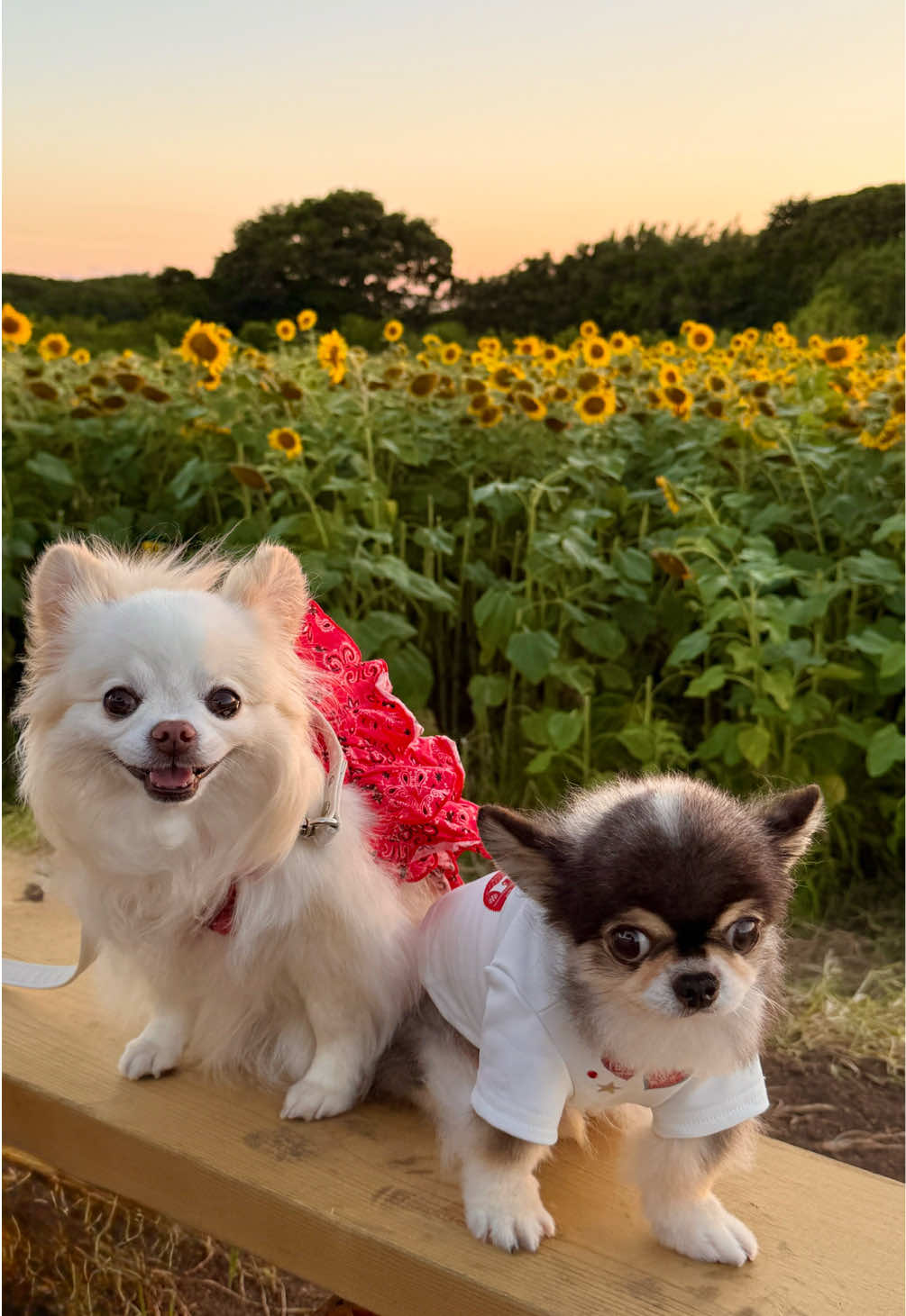 @小早川怜子🥀🎠