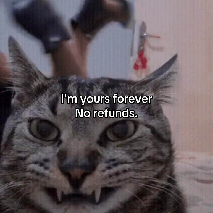 @Alice.cattok
